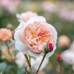 A Shropshire Lad / Е Шропшир Лед